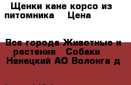 Щенки кане корсо из  питомника! › Цена ­ 65 000 - Все города Животные и растения » Собаки   . Ненецкий АО,Волонга д.